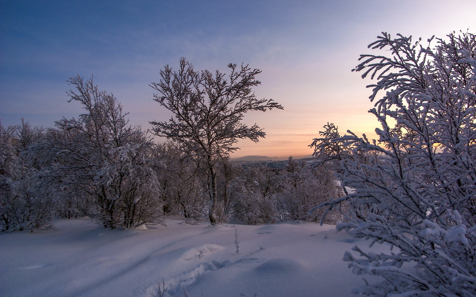 unset tree landscape