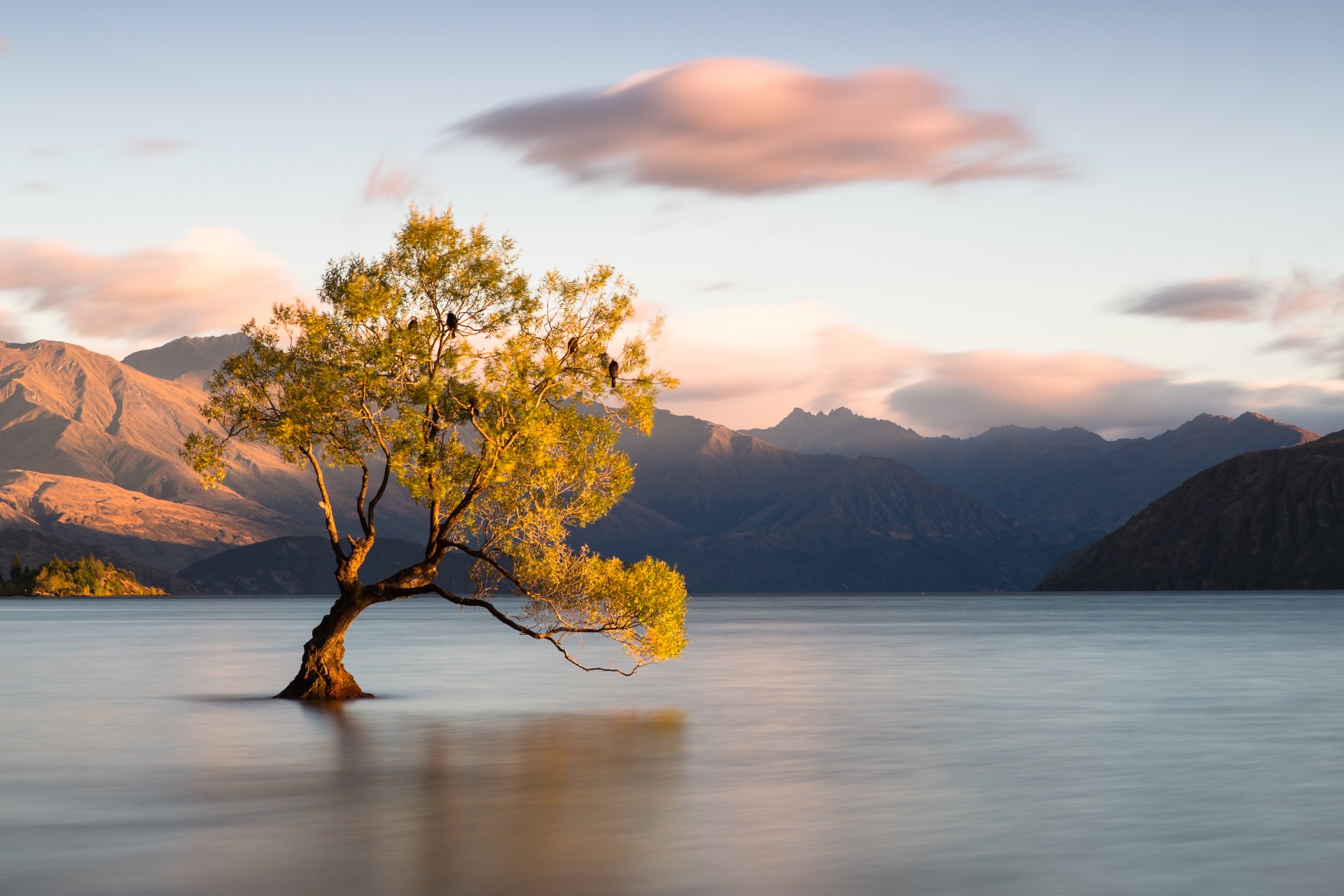 new zealand wanaka otago tree lake mountain birds cloud