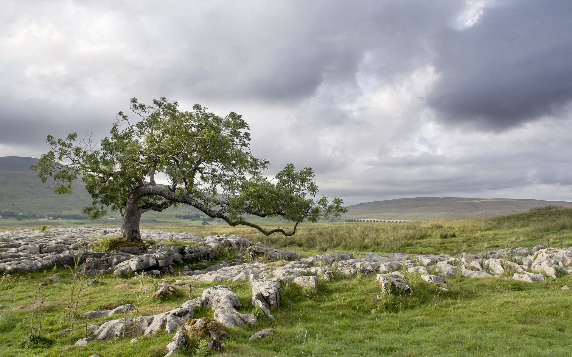 the field tree stones landscape