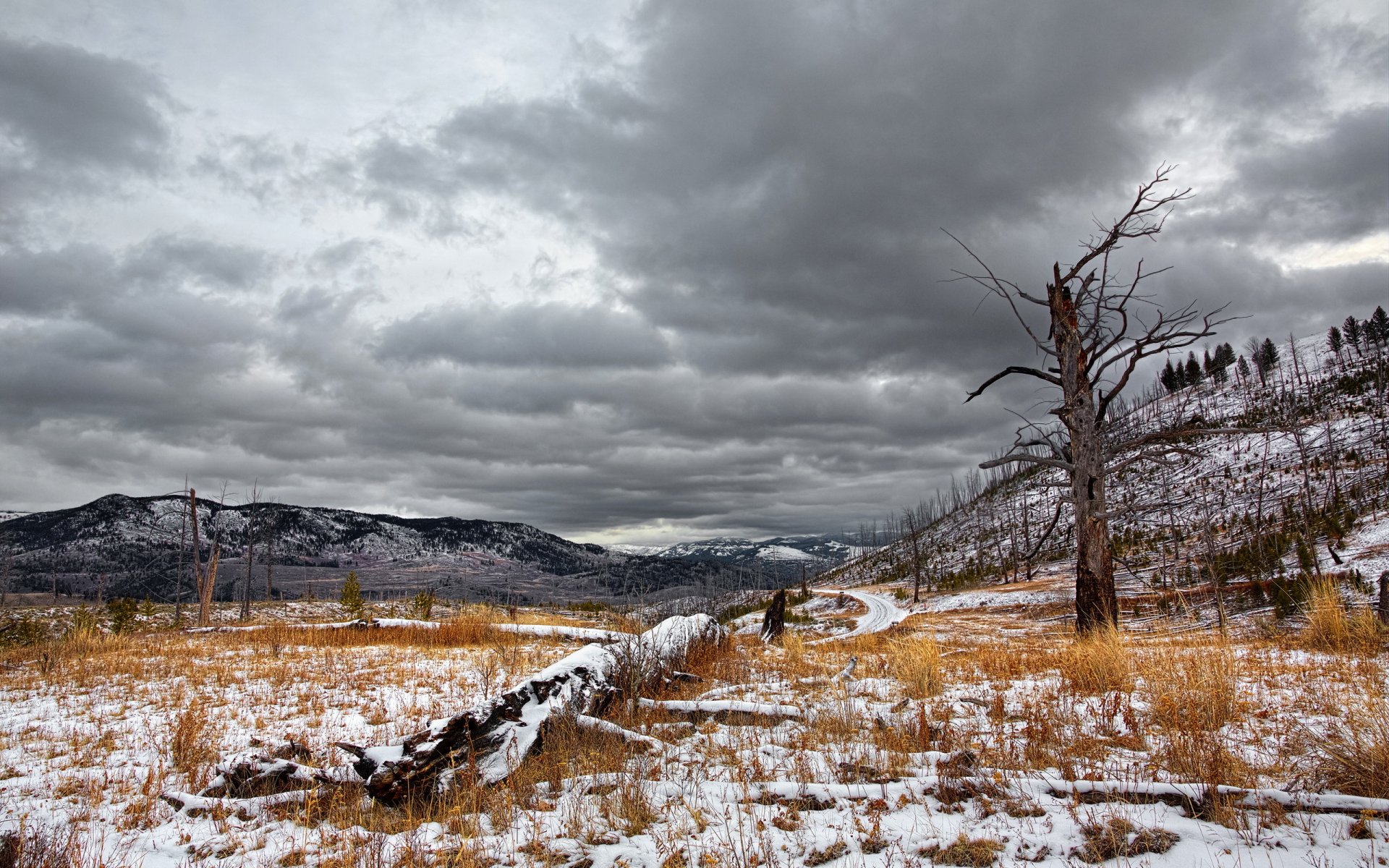 the field mountain tree landscape