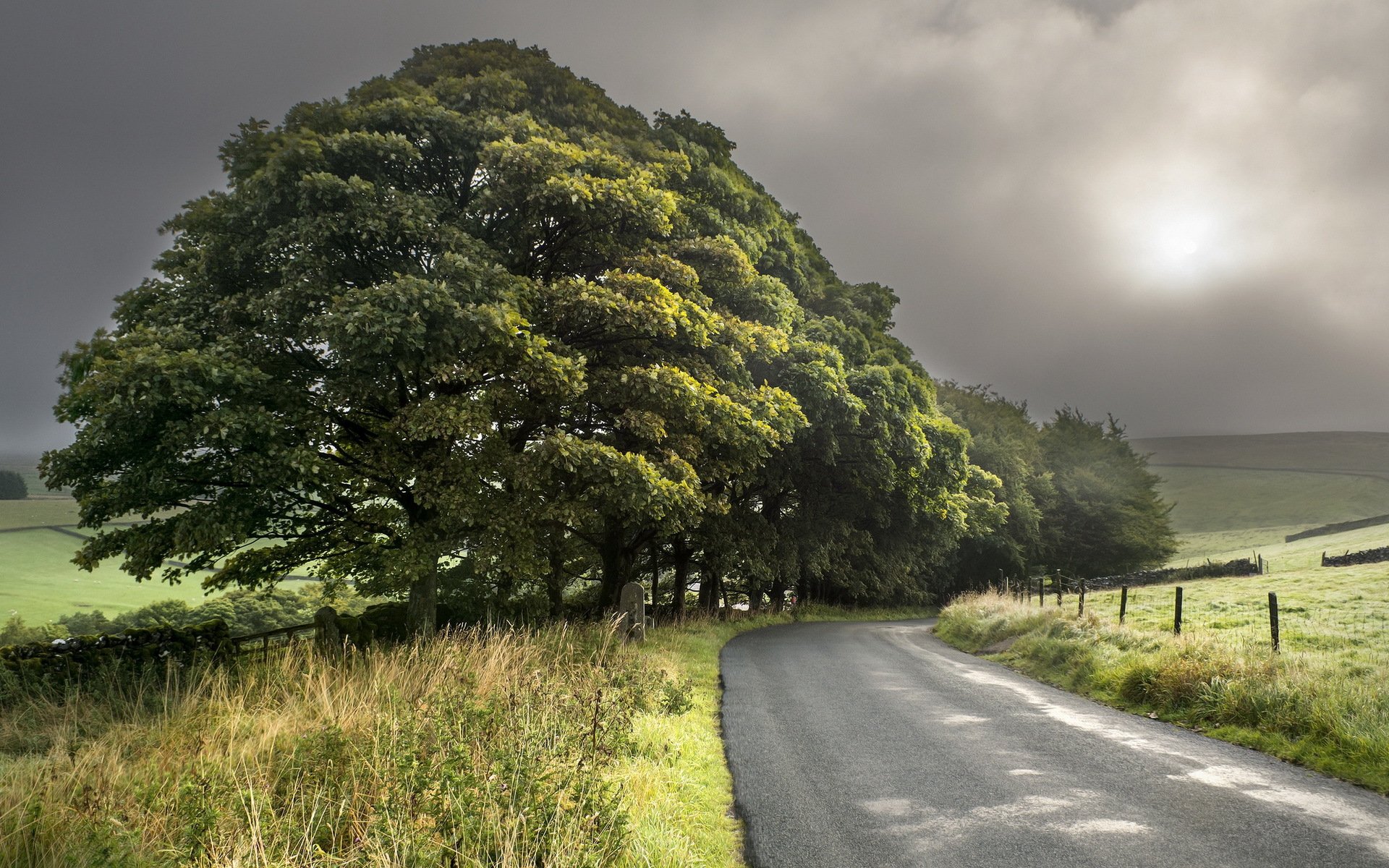 camino árboles paisaje