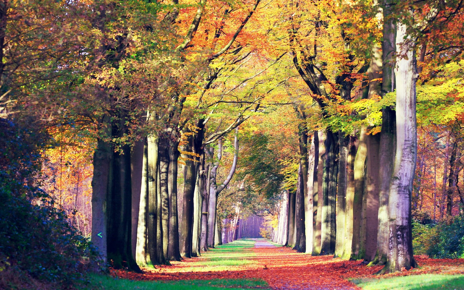 autunno strada paesaggio