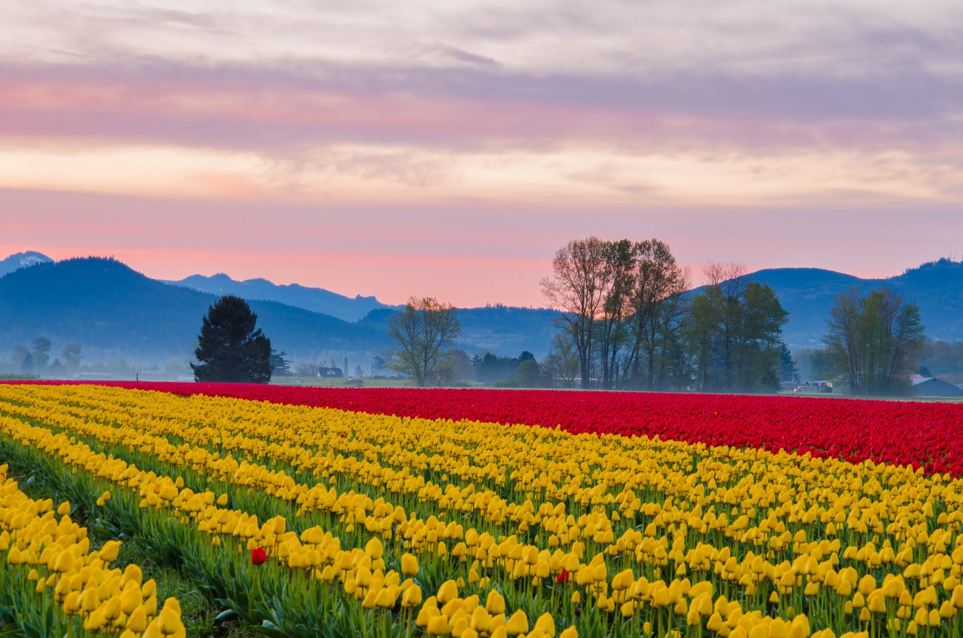 himmel berge dunst feld plantage tulpen