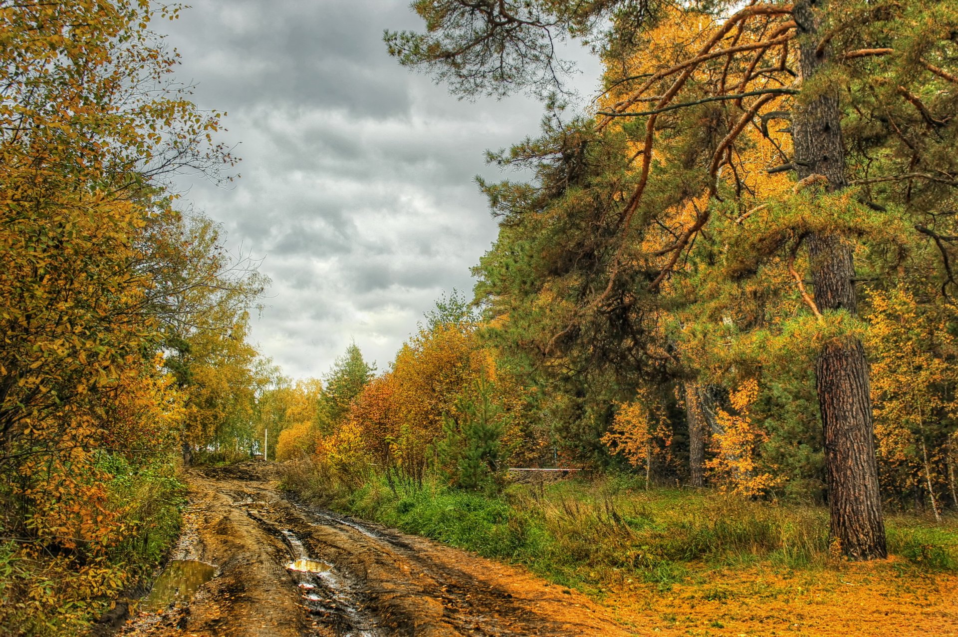 осень дорога деревья природа фото