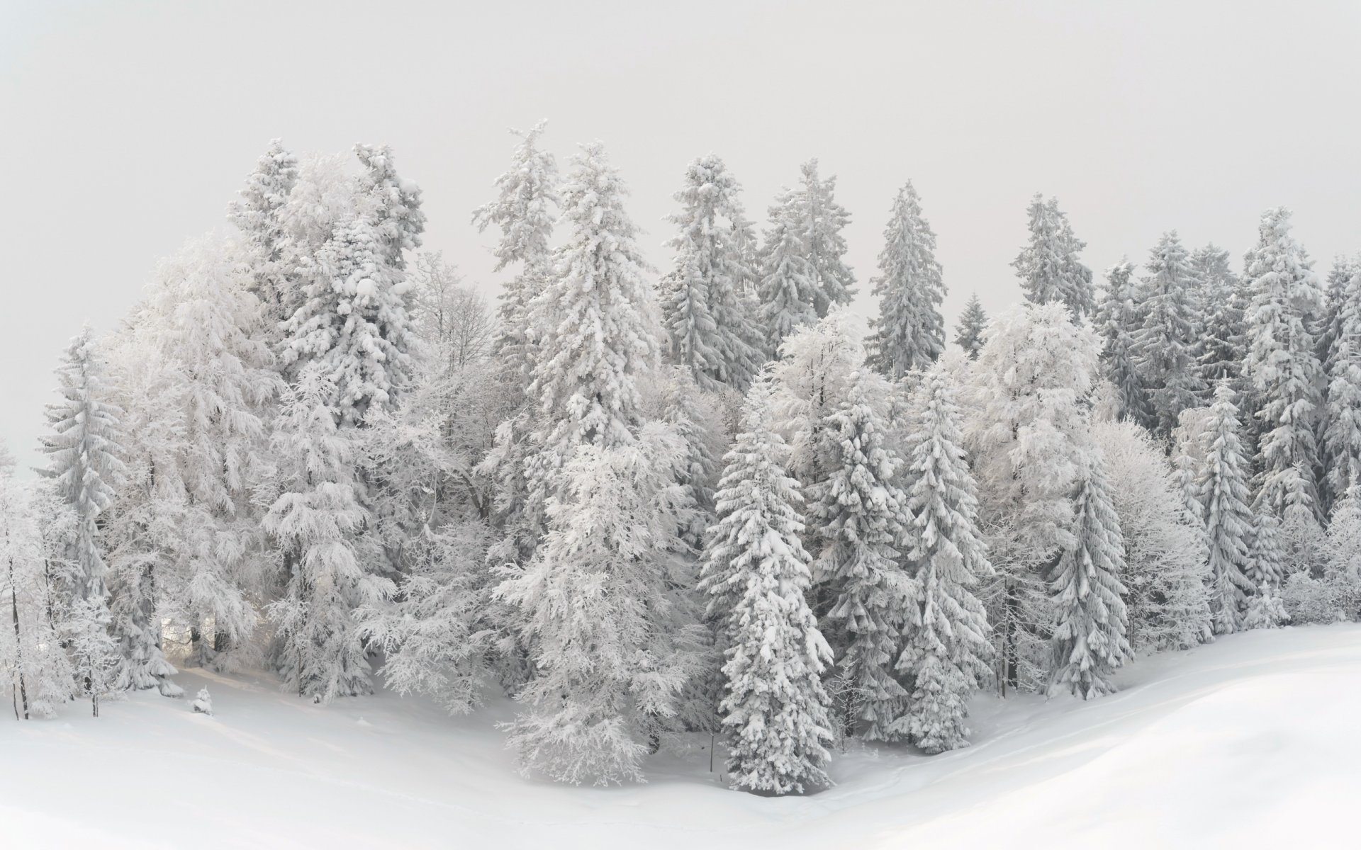 hiver arbres neige paysage