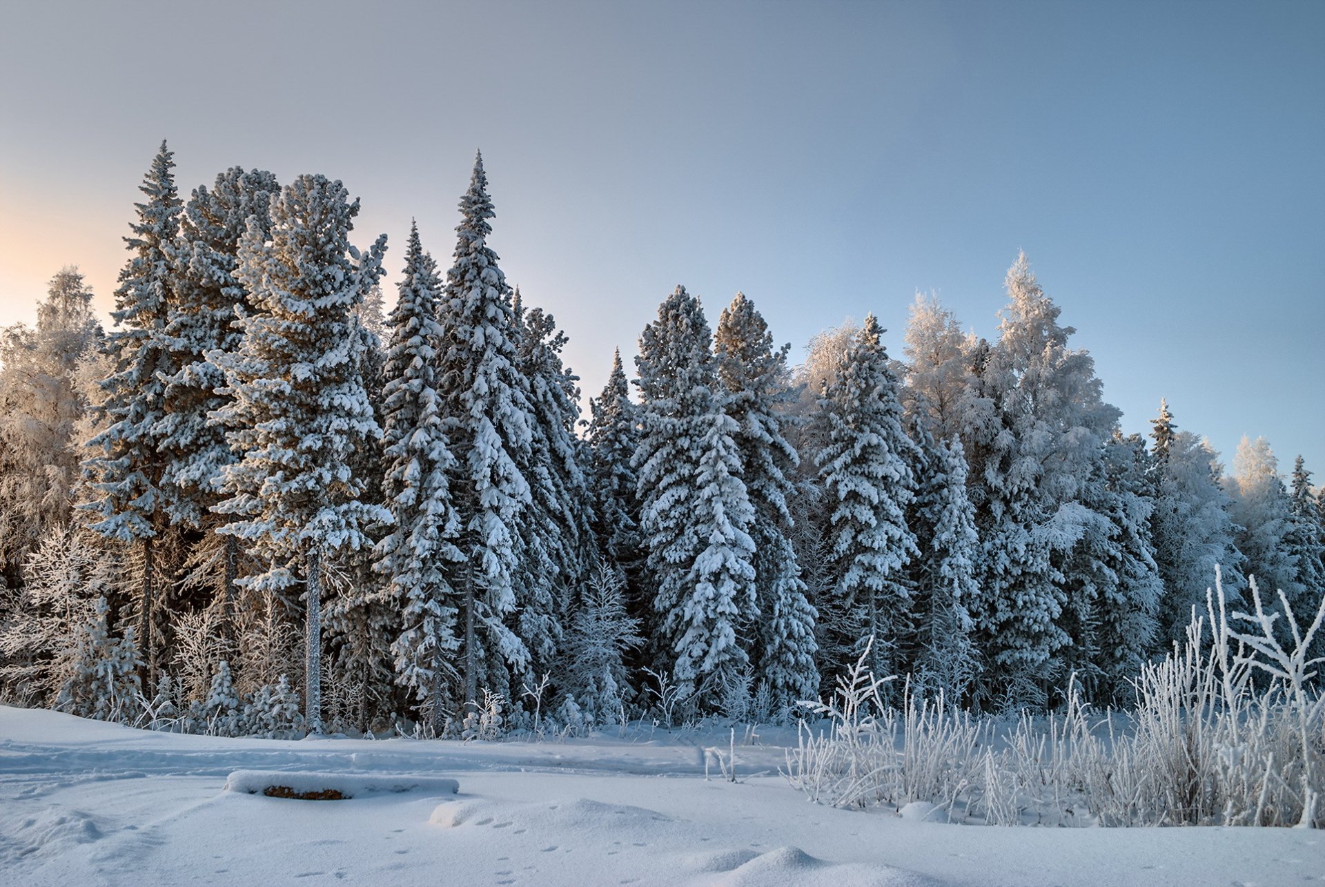 foresta neve inverno