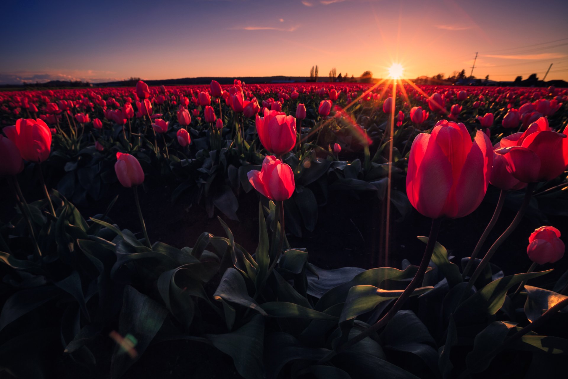 himmel sonnenuntergang strahlen wiese feld blumen tulpen