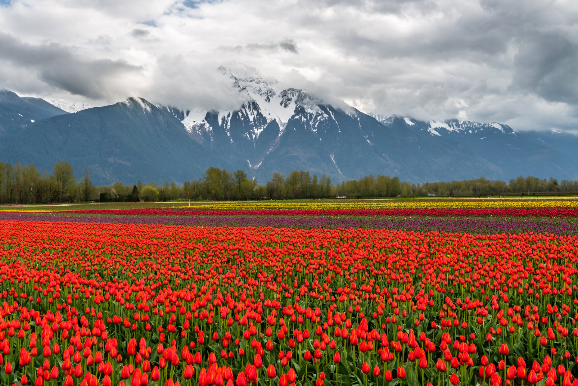 naturaleza paisaje montañas nieve nubes campo flores tulipanes