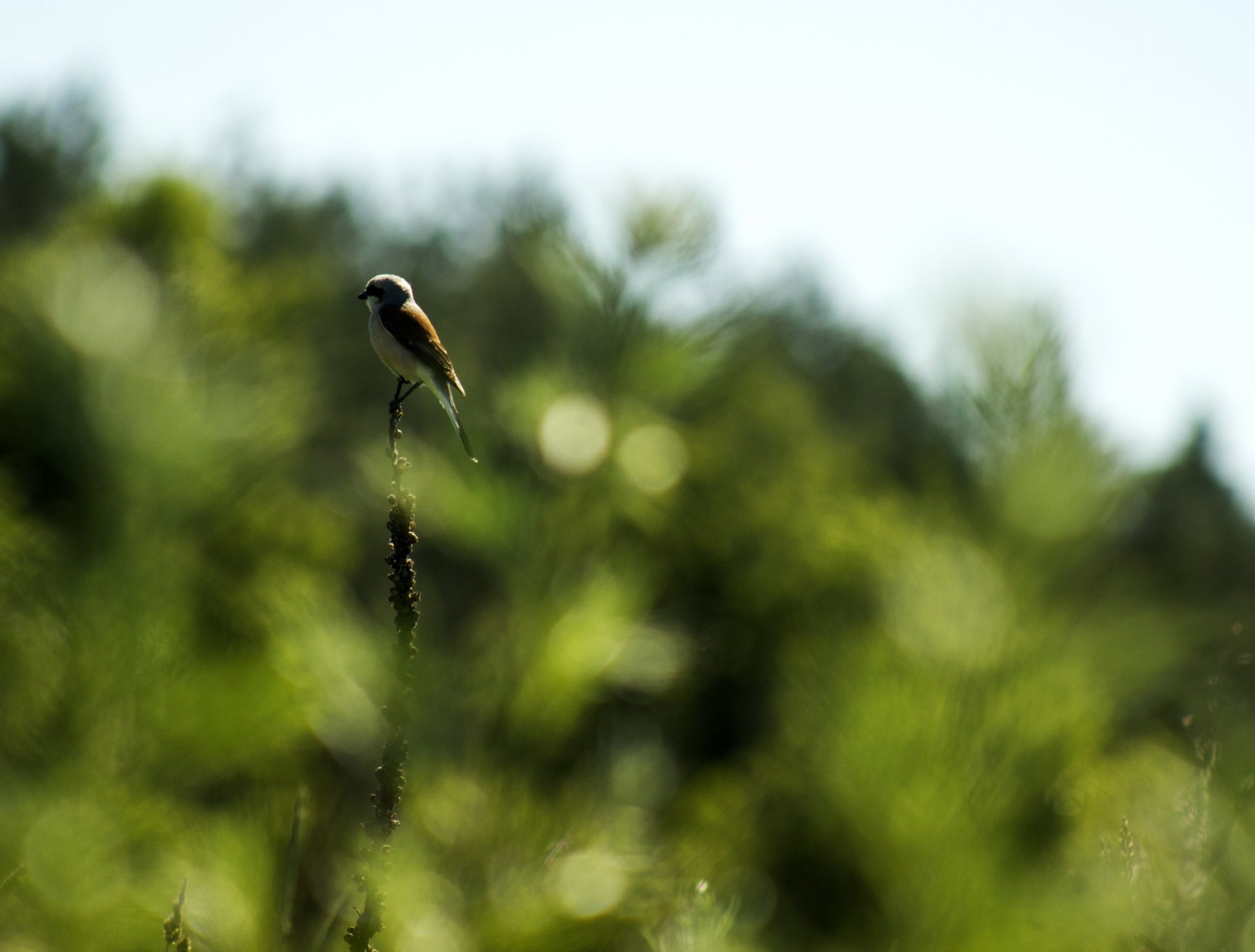 ptak natura bokeh