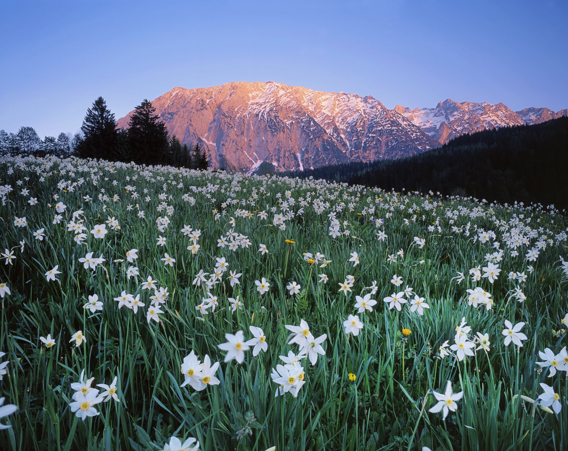 austria cielo montañas árboles prado flores