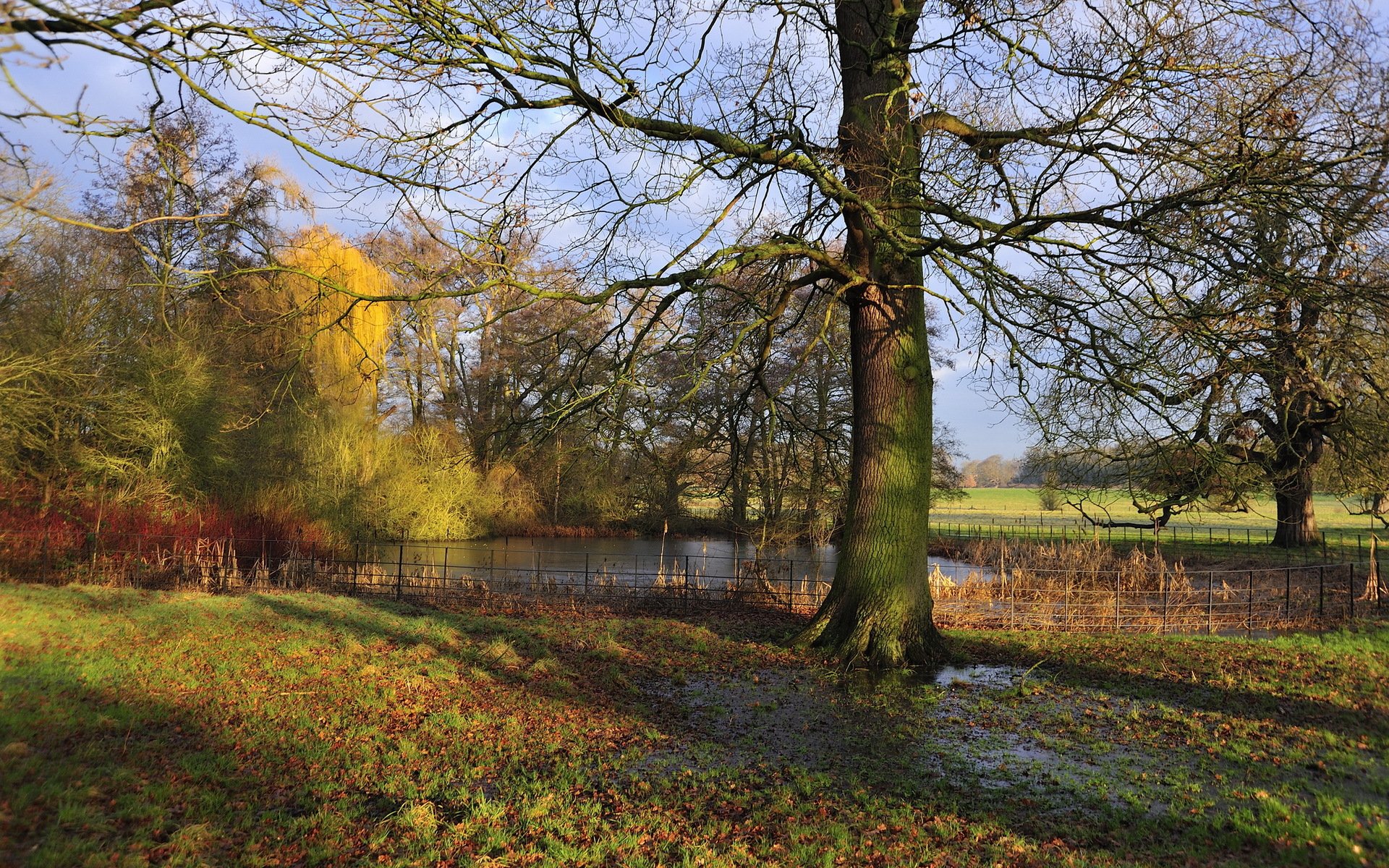 park lake landscape