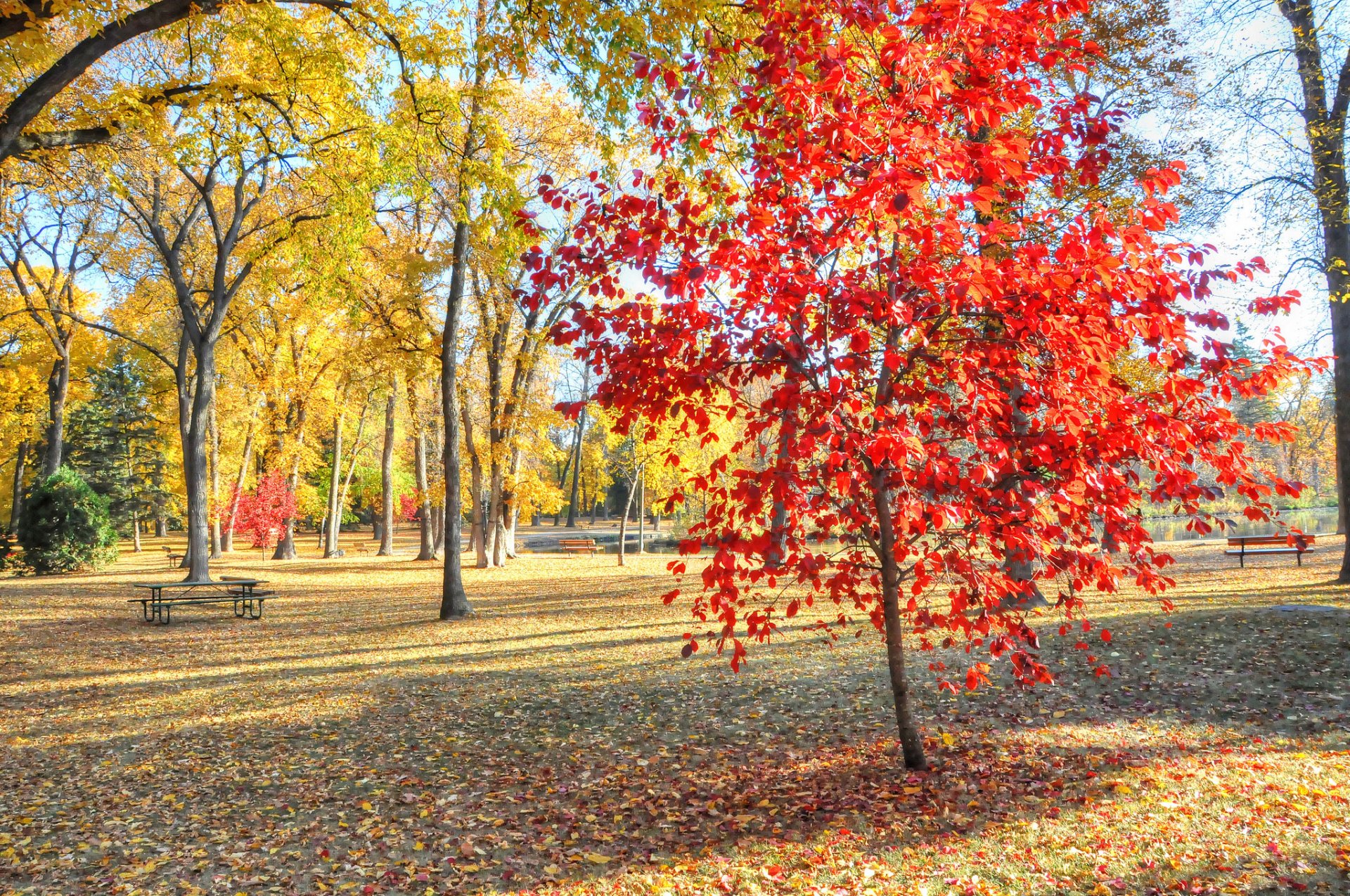 park drzewa trawa liście stół ławka jesień