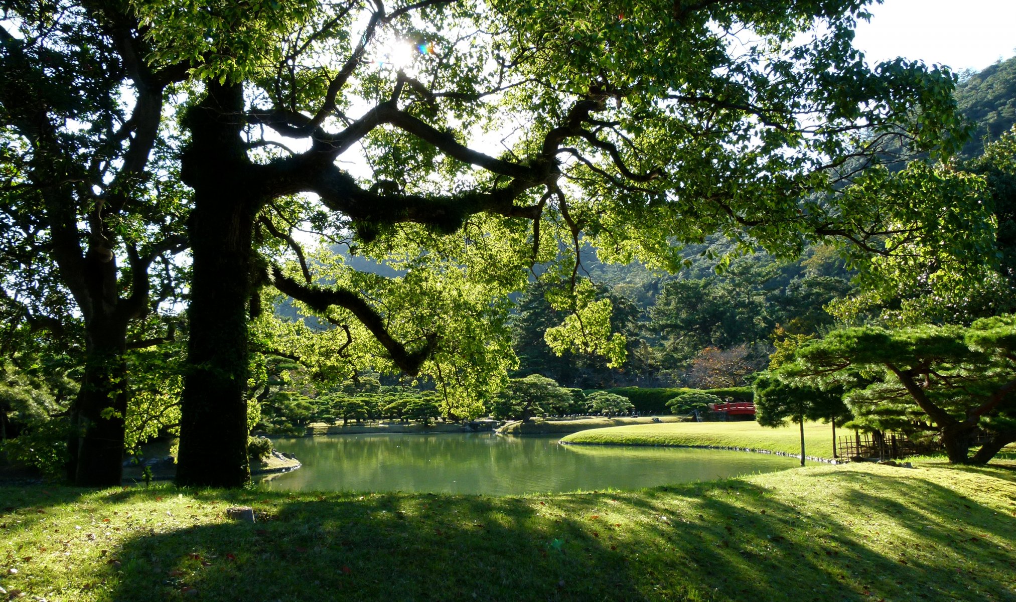 japonia takamatsu ritsurin ogród park ogród staw trawa drzewa gałęzie liście słońce