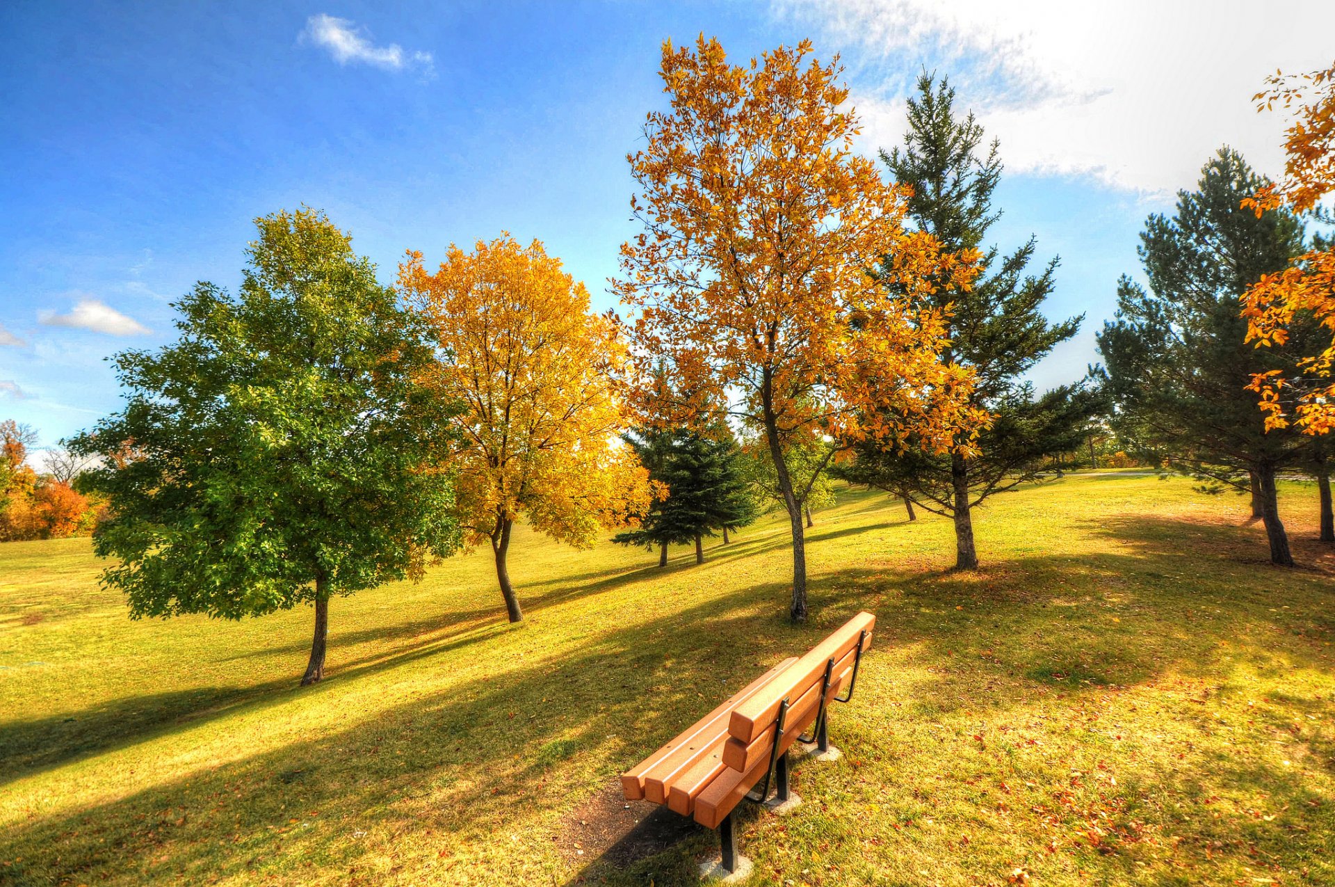 ciel parc banc herbe arbres automne