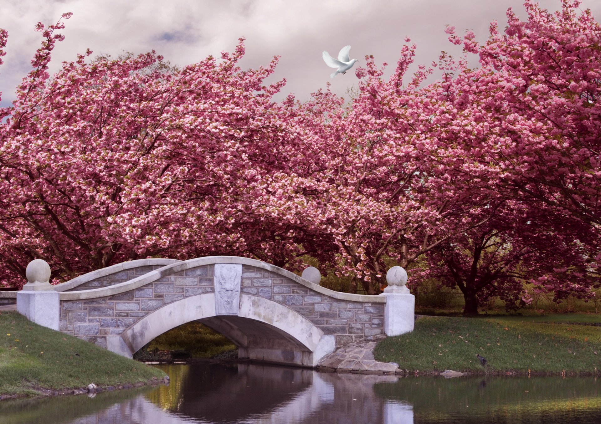 printemps parc jardin rivière pont arbres floraison rose fleur printemps