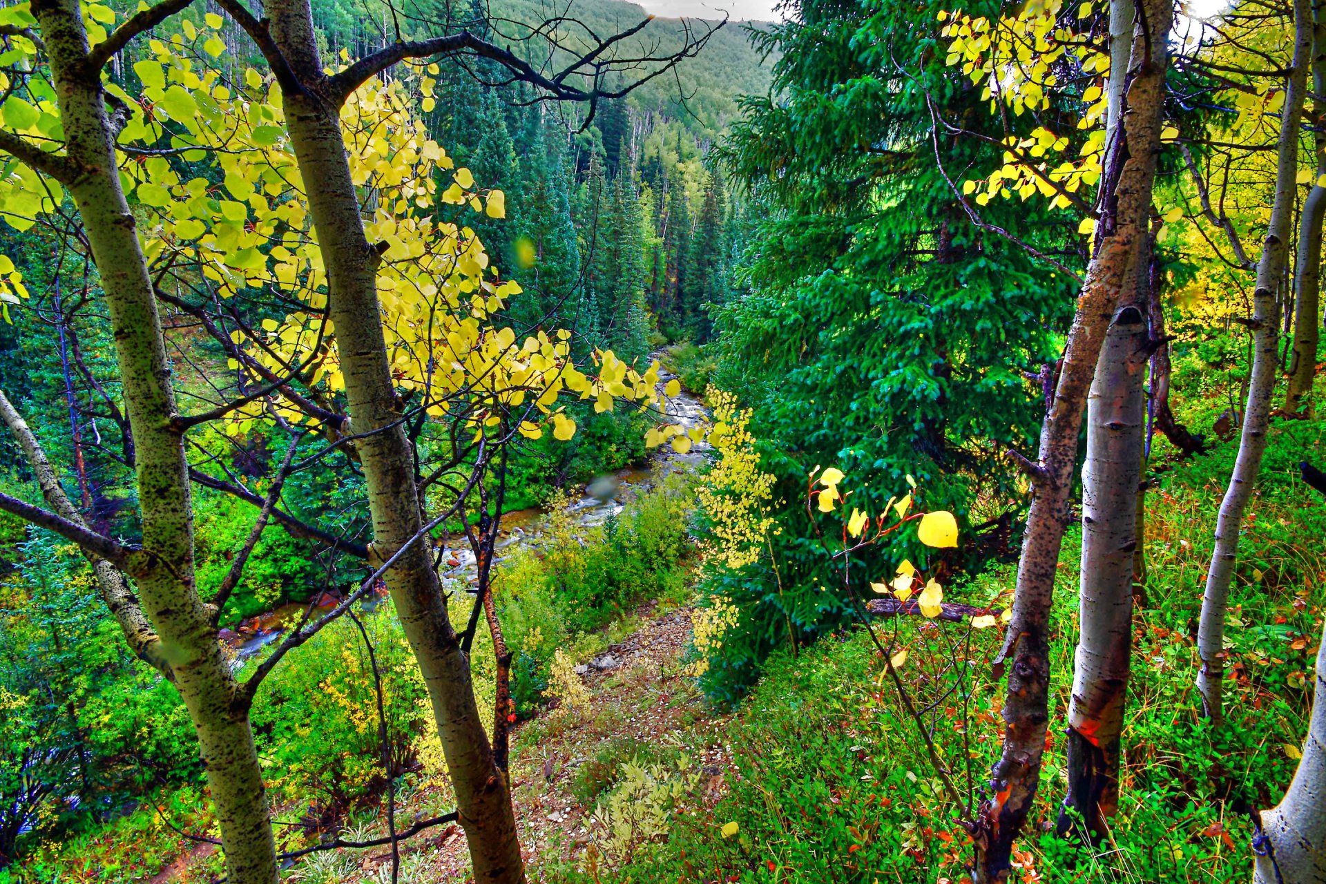 forest tree leaves autumn slope mountain river