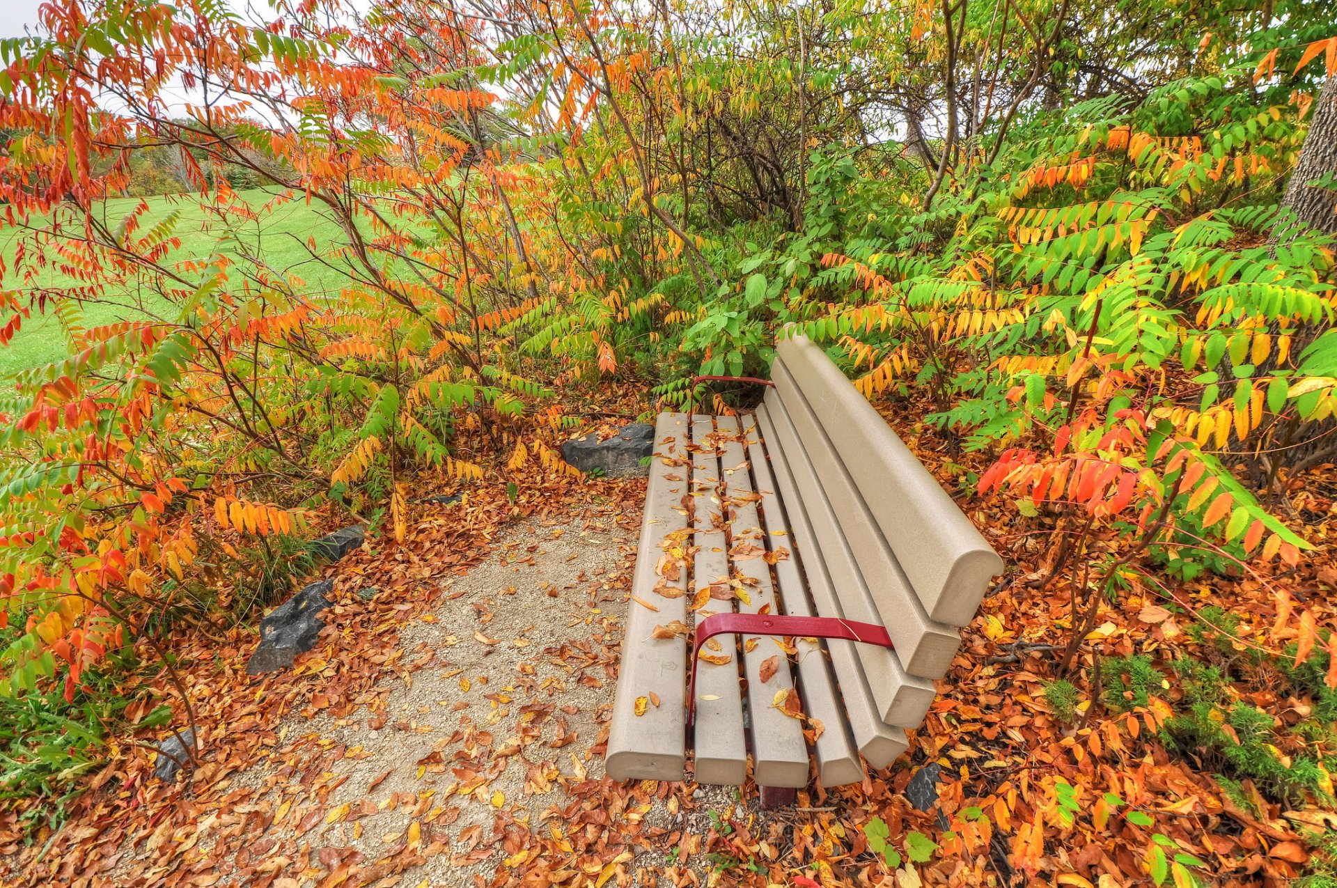 parc buissons herbe banc feuilles automne