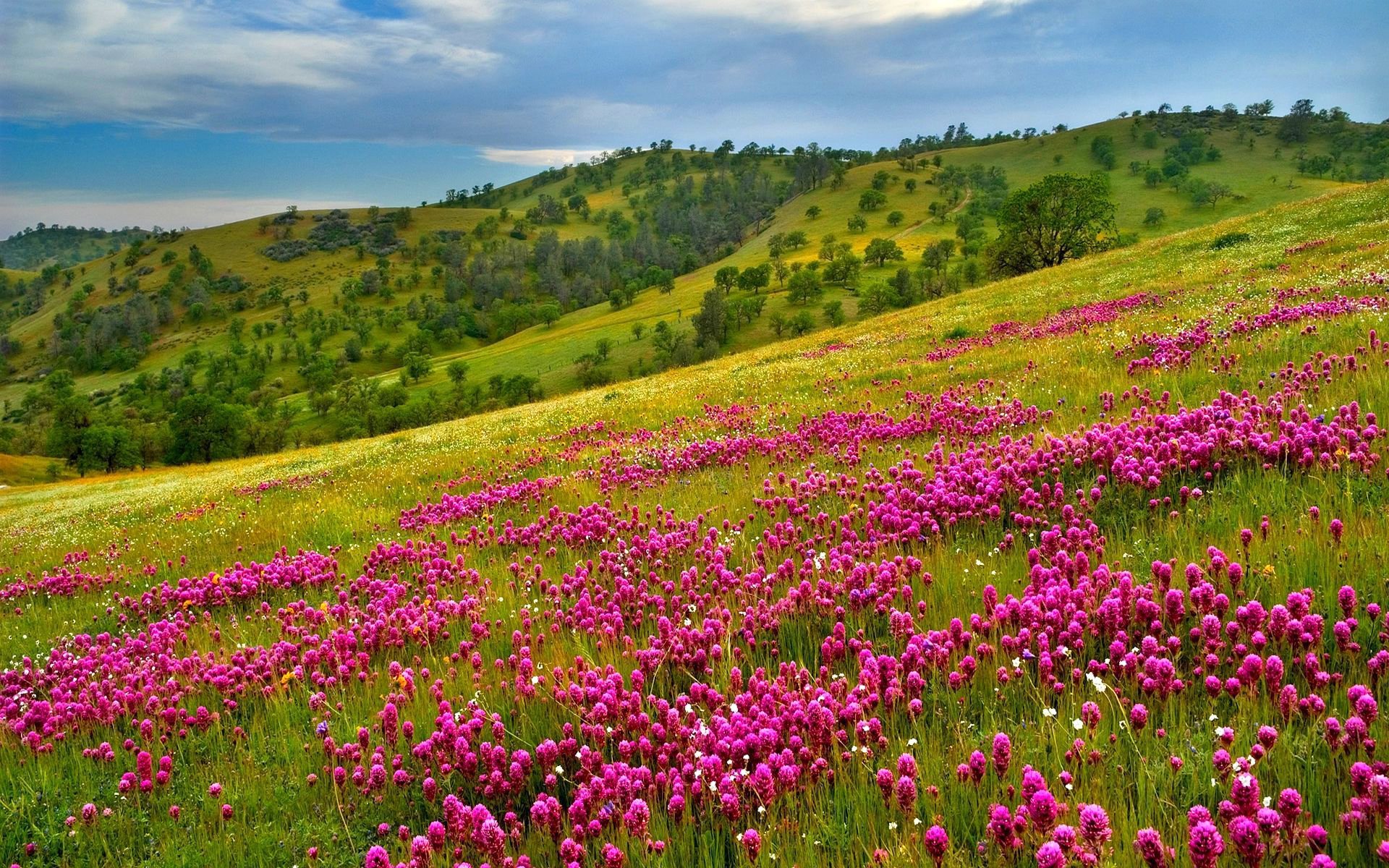 ciel montagnes pente herbe fleurs