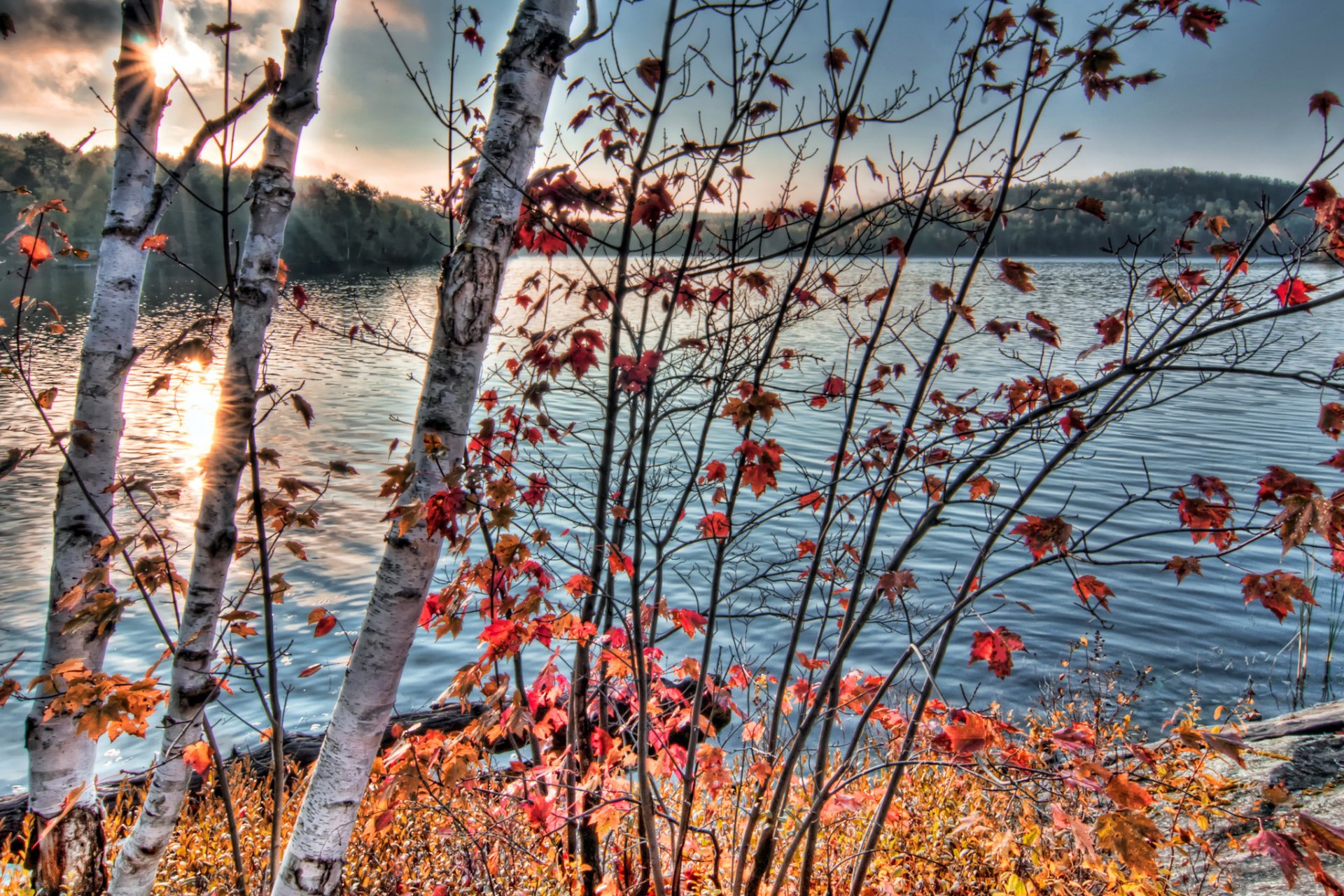 otoño río ramas naturaleza foto