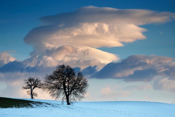 Arbres nus en hiver dans un champ