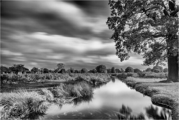 Black and white picture of nature