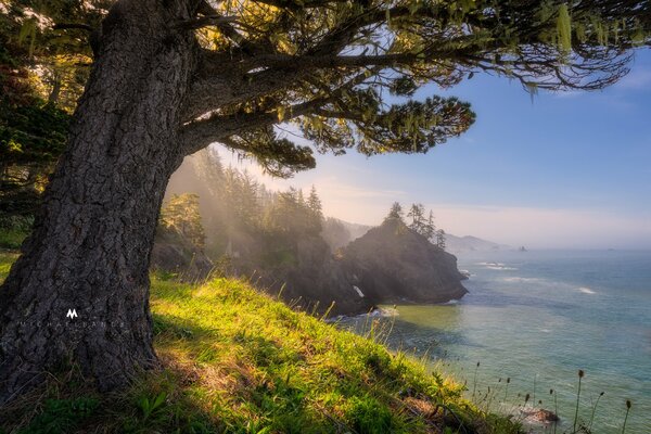 Fantasy landscape, a tree by the water