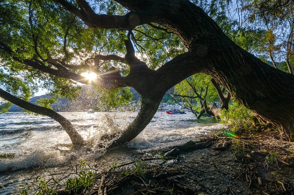 Arbre près de l eau au coucher du soleil En nouvelle-Zélande