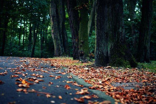 Goldener Wald mit übersättigten Blättern