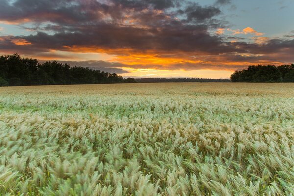 Un campo infinito a la luz del atardecer