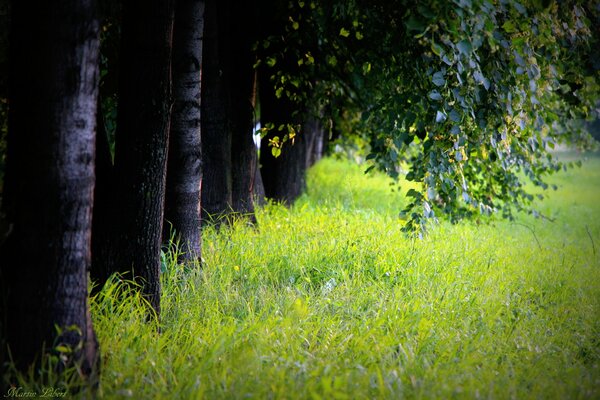 Hierba verde a lo largo del callejón de los árboles