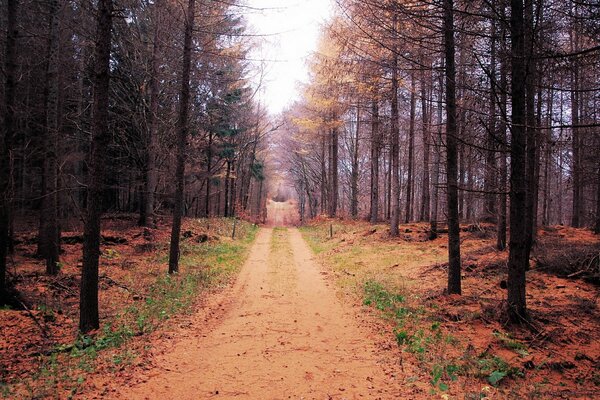 Autumn landscape of the forest falling asleep before winter