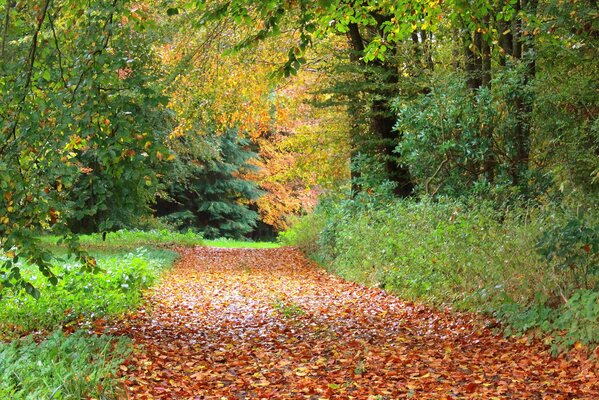 Pista de otoño espolvoreada con follaje