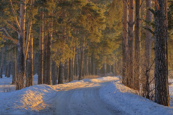 La strada invernale passa tra gli alberi