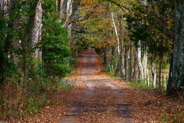 Strada con foglie gialle nella foresta