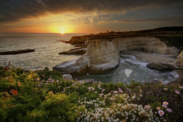 Blumen auf Felsen am Meer in den USA