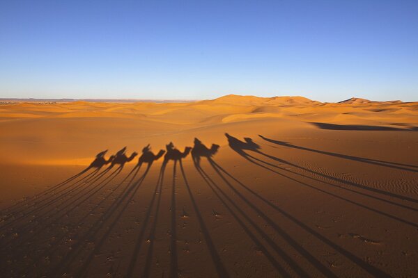 Sombras de una caravana de camellos en el desierto