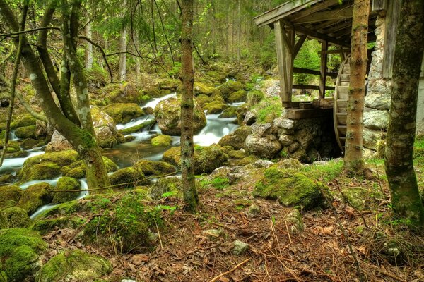 Старая мельница в лесу