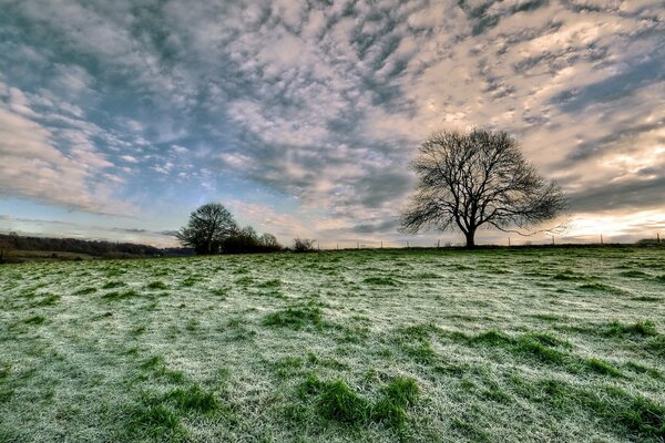 Paisaje un árbol solitario en un campo