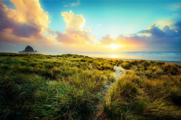 Tall grass on the background of a sea sunset