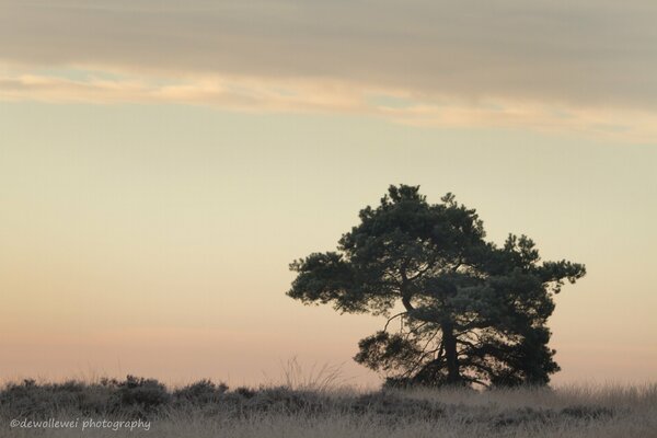 A tree at sunrise