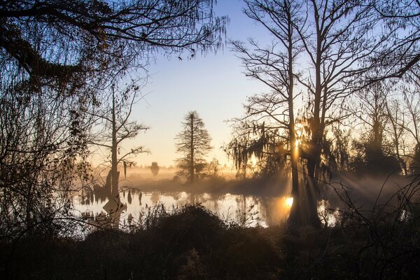 Ein wunderbarer nebliger Morgen und eine koasive Landschaft am See