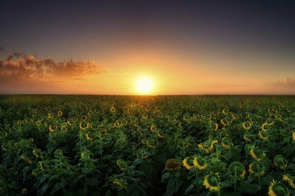 Campo estivo con girasoli al tramonto