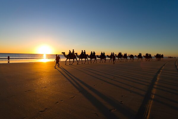 Camel caravan on the sea beach