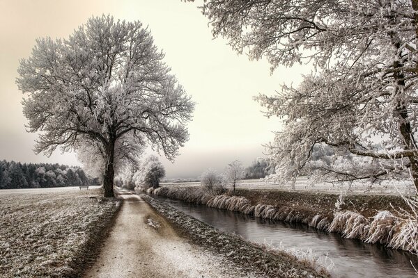 Winter road along the river and wild standing trees