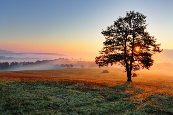 Alba insolita con nebbia nel campo