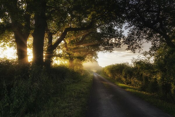 The sun s rays make their way through a tree by the road