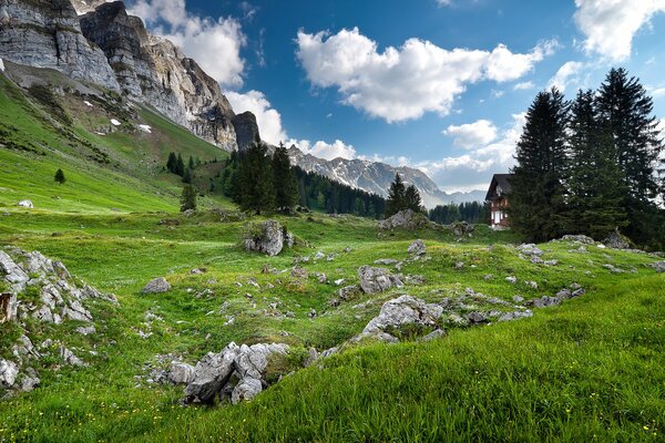 Bosque en la frontera de las montañas alpinas