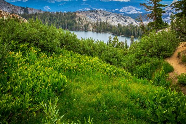 Bosque del parque nacional de Yosemite en California