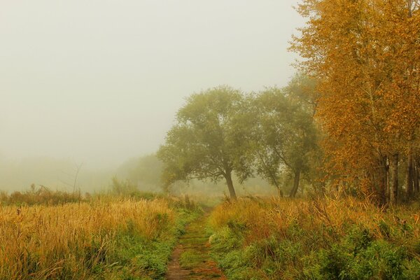 Misty autumn nature