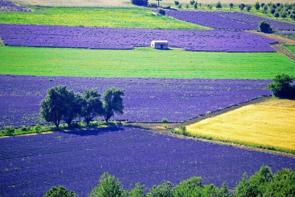 Enorme piantagione di fiori di lavanda